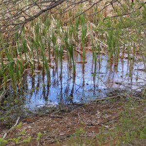 Photograph of dirt and green grass surrounding a small pond of blue water.