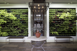 Image description: Green plants growing decoratively on a "living wall" in the BBG entryway.